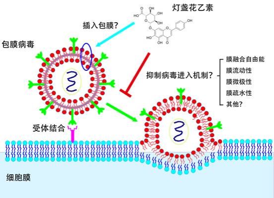 分子机制图
